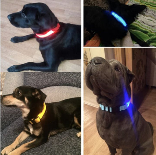 LedCollar™ - Collier à LED rechargeable pour chien - KingWouf